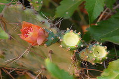 Opuntia elatior